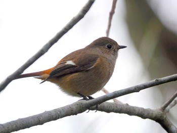 Daurian Redstart 稲佐山公園 Thu, 1/11/2024