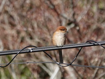 モズ 稲佐山公園 2024年1月11日(木)