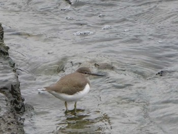 Sun, 11/4/2018 Birding report at 恩田川(高瀬橋付近)