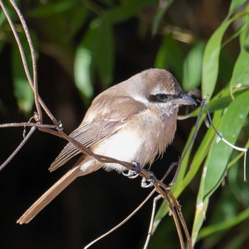 Brown Shrike 仙台市 Fri, 12/22/2023