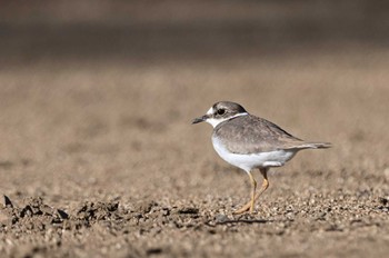 Long-billed Plover さいたま市 Mon, 1/8/2024