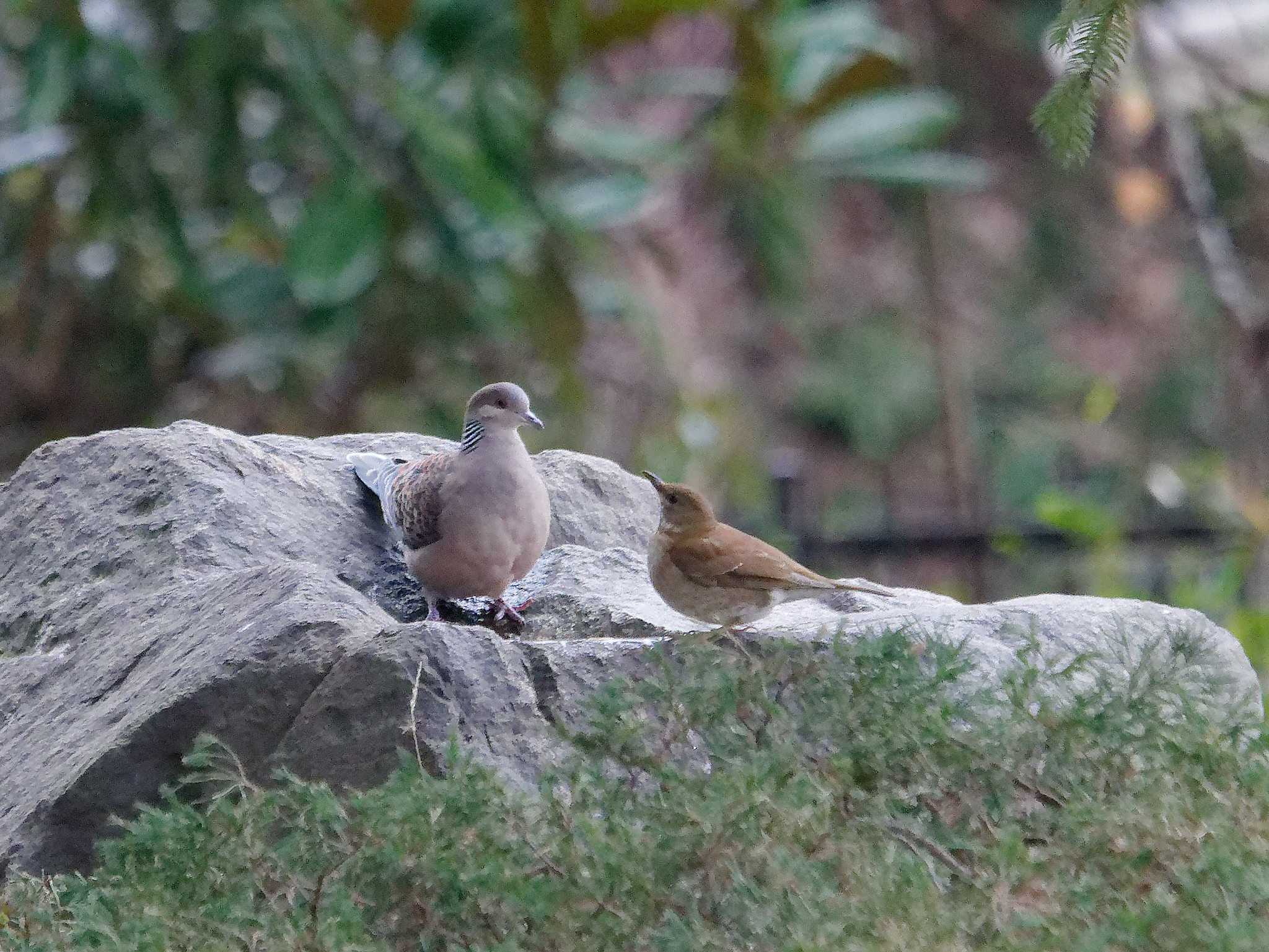 Photo of Pale Thrush at 横浜市立金沢自然公園 by しおまつ