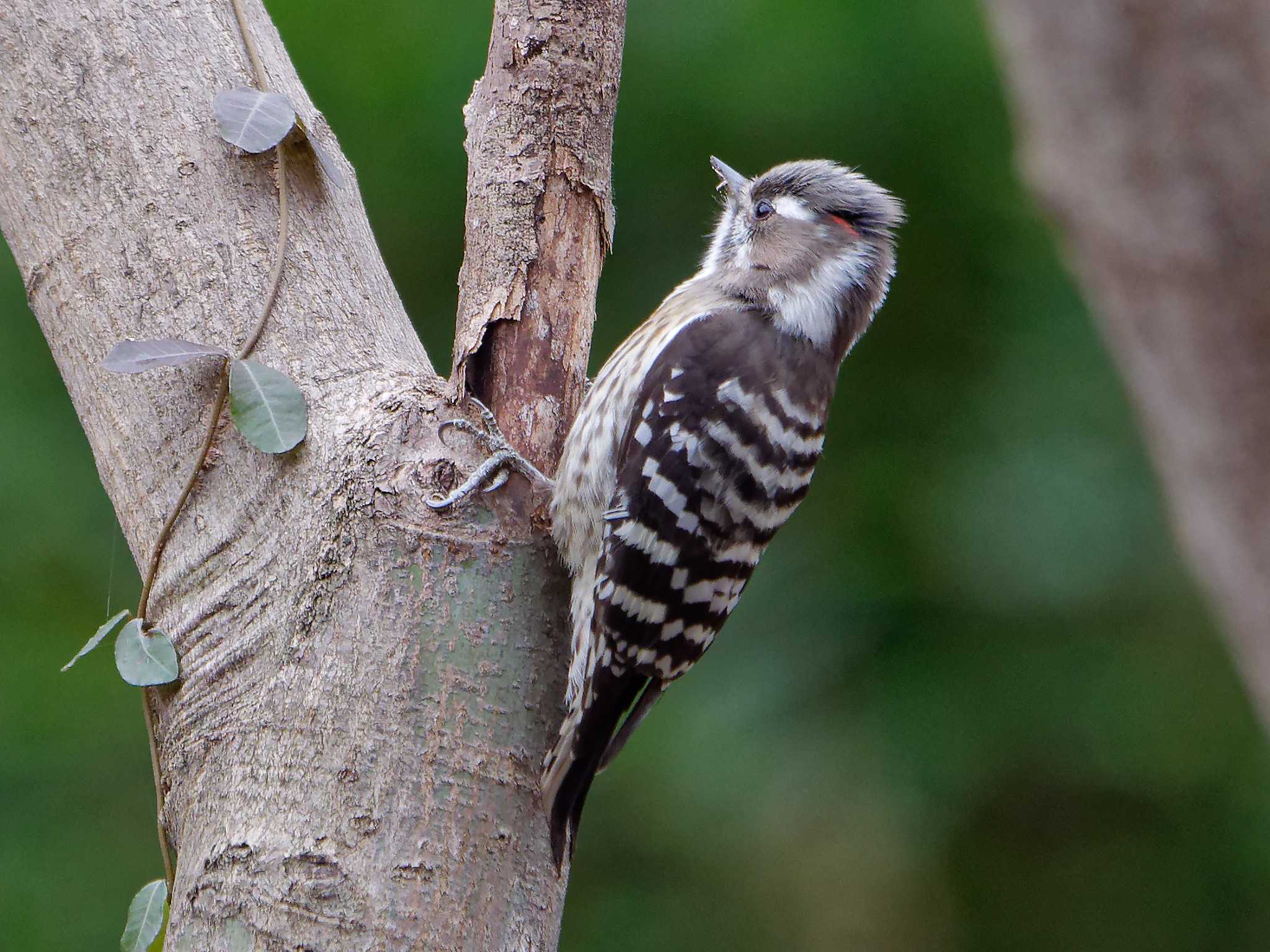 Japanese Pygmy Woodpecker