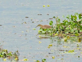 アカガシラサギ Van Long Nature Reserve 2023年12月29日(金)