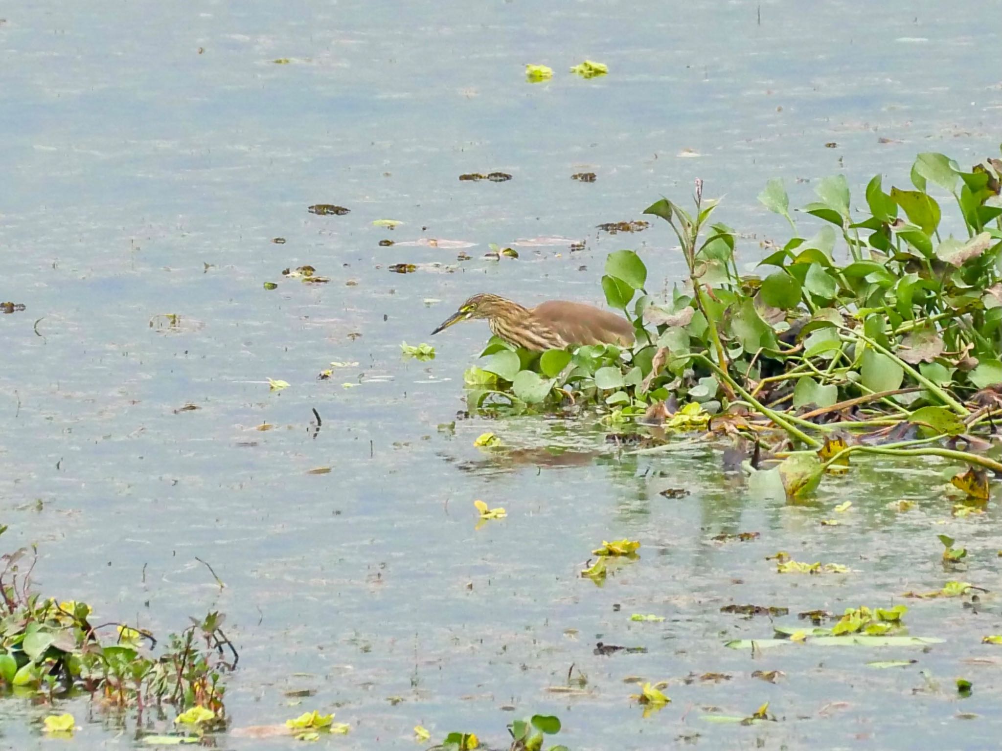 Chinese Pond Heron