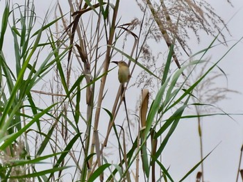 アジアマミハウチワドリ Van Long Nature Reserve 2023年12月29日(金)