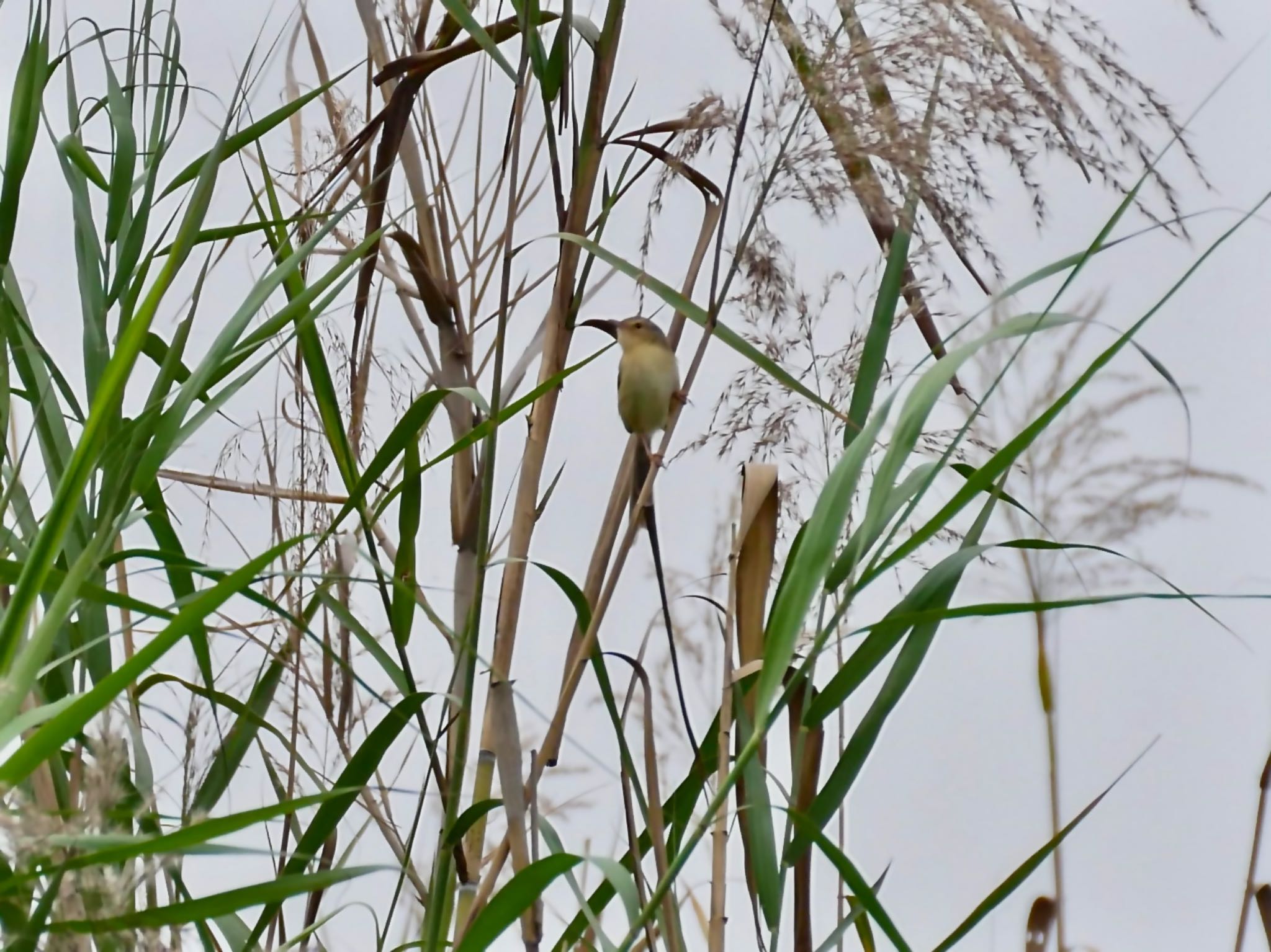 Plain Prinia