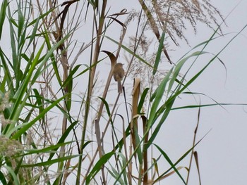 アジアマミハウチワドリ Van Long Nature Reserve 2023年12月29日(金)