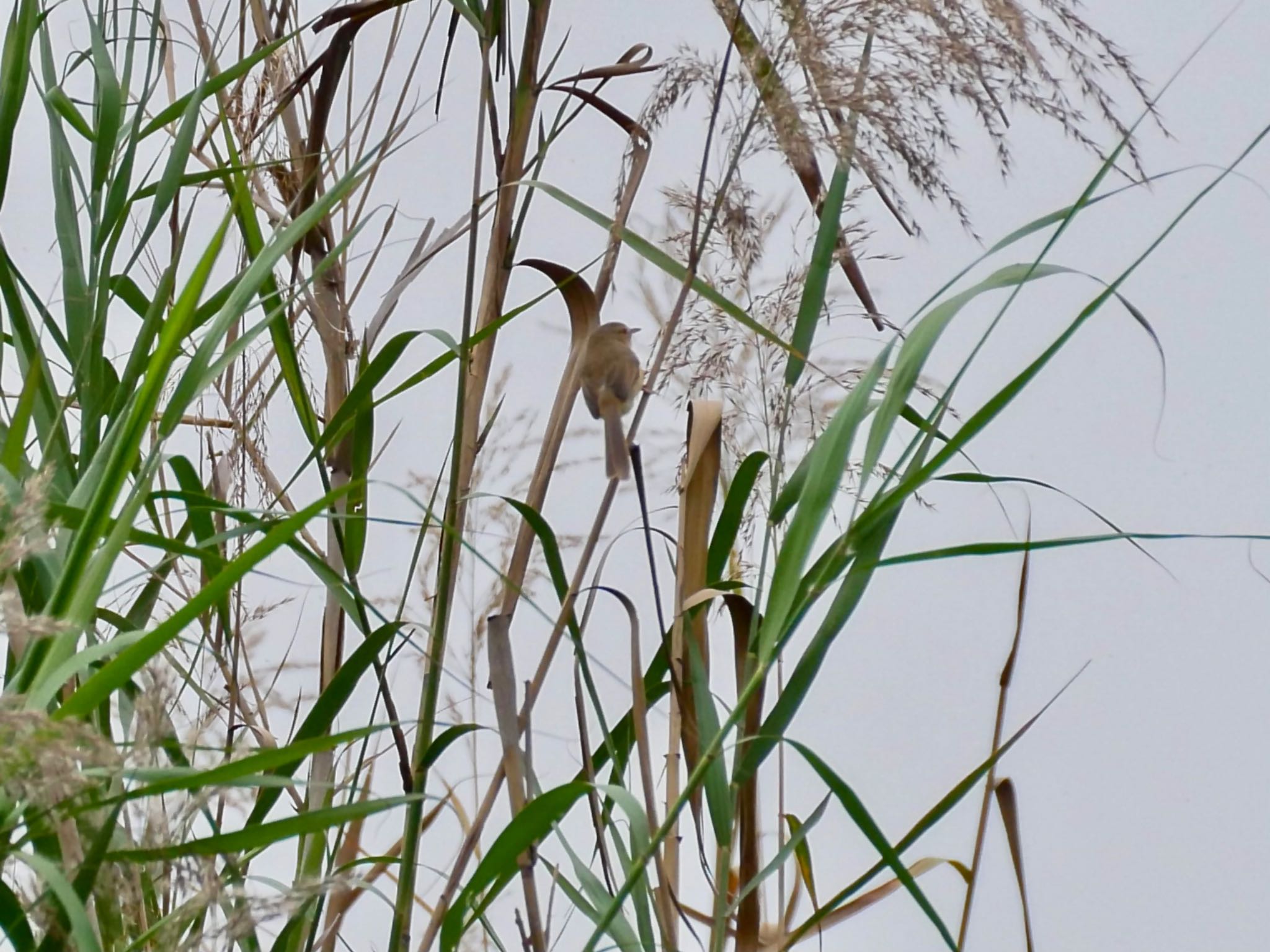 セッカ科のアジアマミハウチワドリ　動きもセッカに似ているが尾羽がかなり長い by クロやん