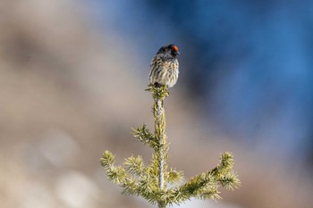 Red-fronted Serin Charyn Canyon National Park Sun, 1/7/2024