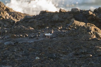 キョウジョシギ 大洗 2024年1月7日(日)