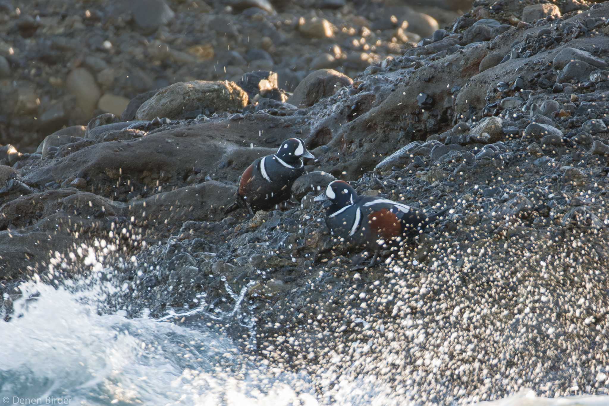 Harlequin Duck