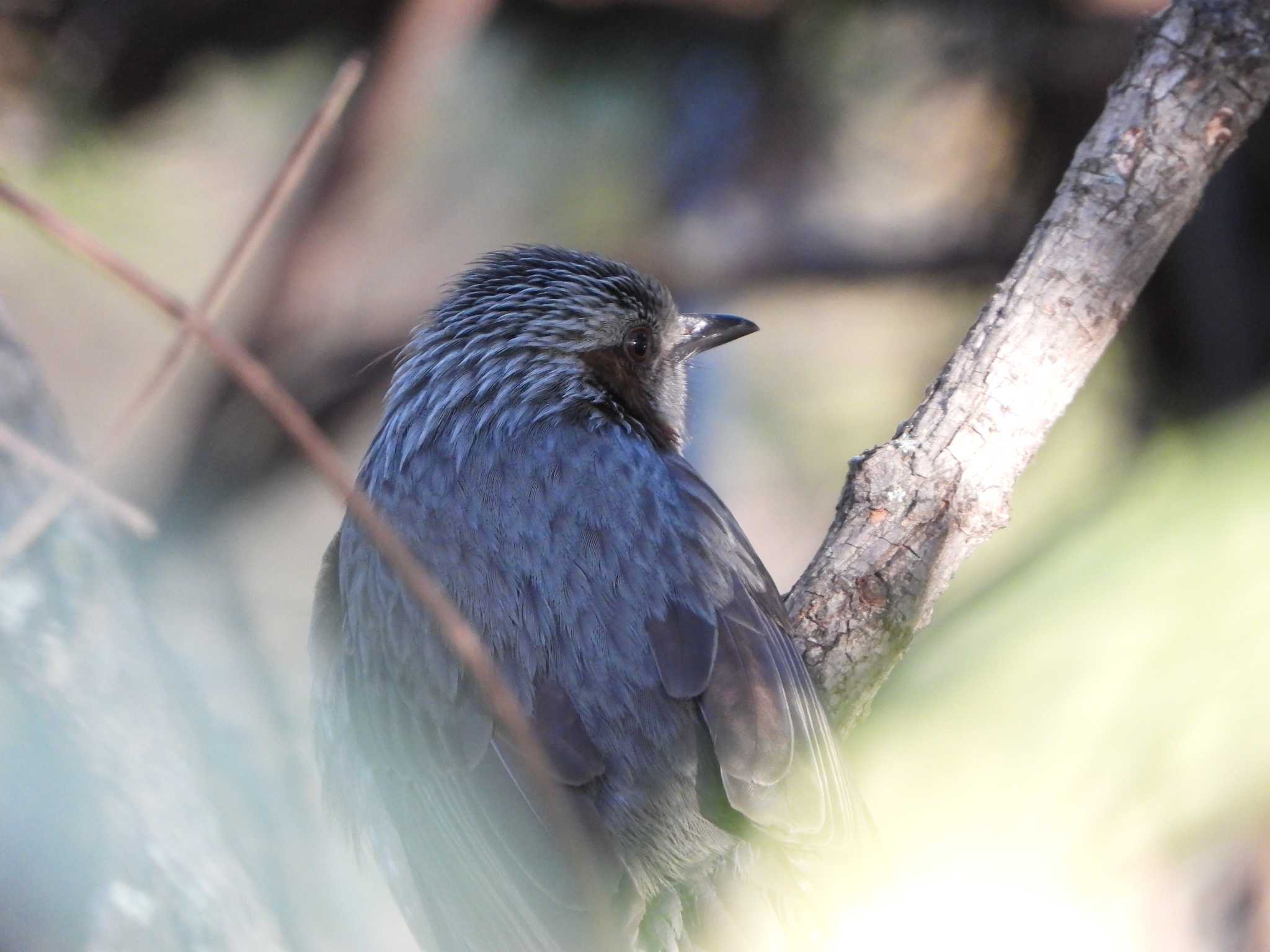 Photo of Brown-eared Bulbul at Hattori Ryokuchi Park by ひよひよ