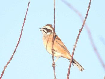 2024年1月11日(木) 滋賀県米原市の野鳥観察記録