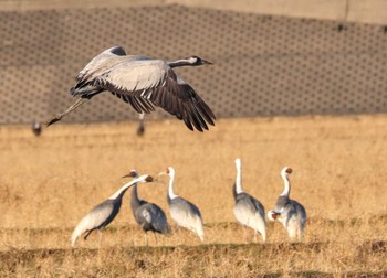 Common Crane Izumi Crane Observation Center Tue, 1/2/2024