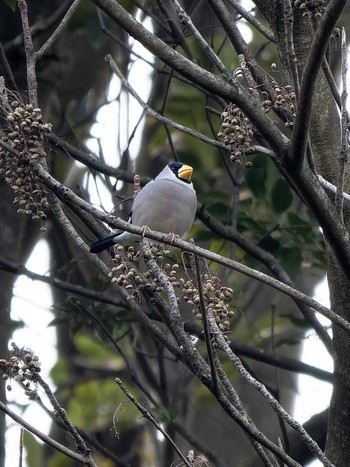 Japanese Grosbeak 長崎県 Mon, 1/1/2024