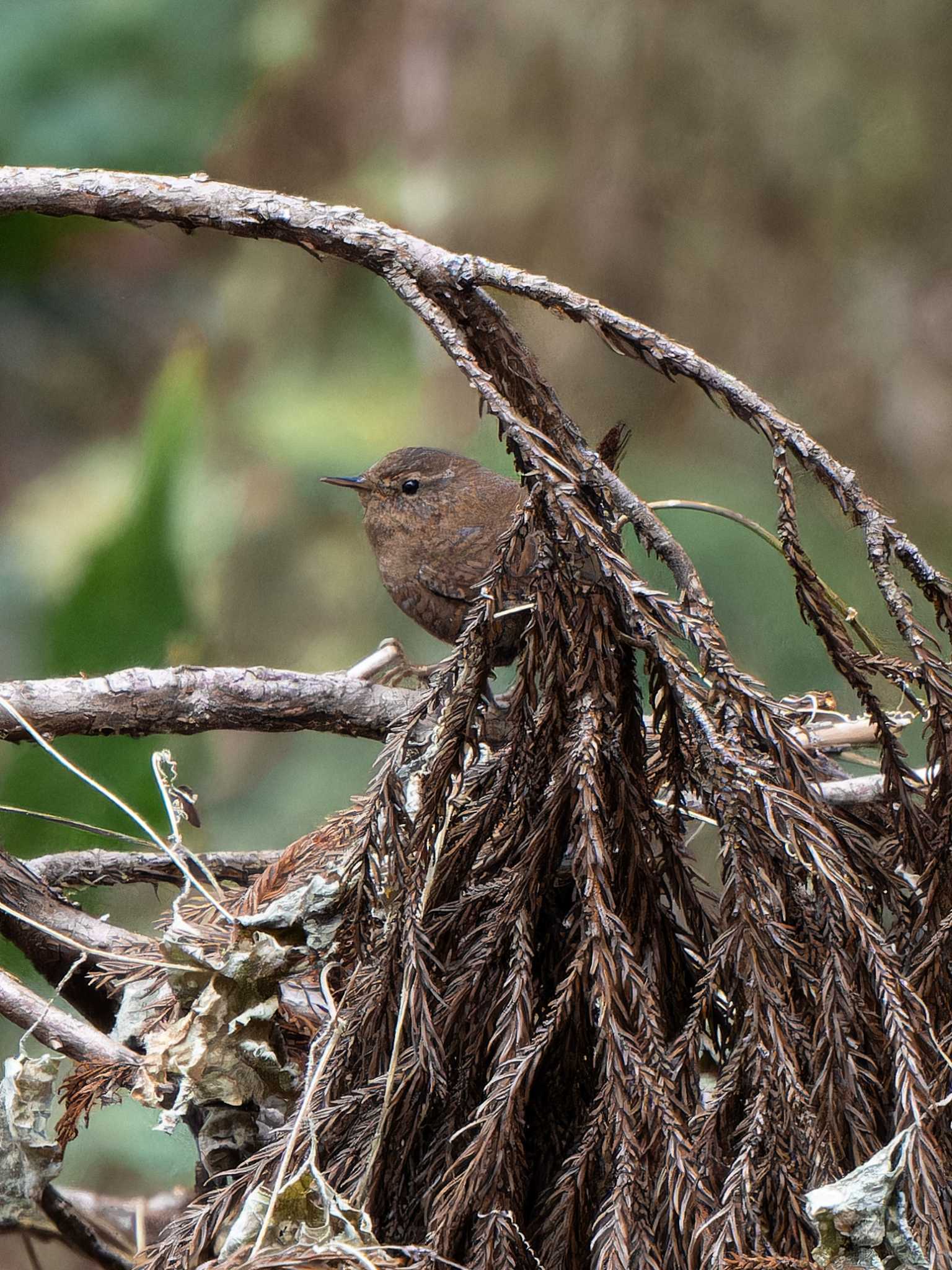 Photo of Eurasian Wren at 長崎県 by ここは長崎