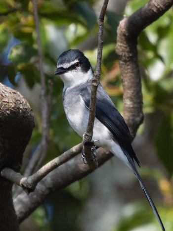 Ryukyu Minivet 長崎県 Thu, 1/4/2024