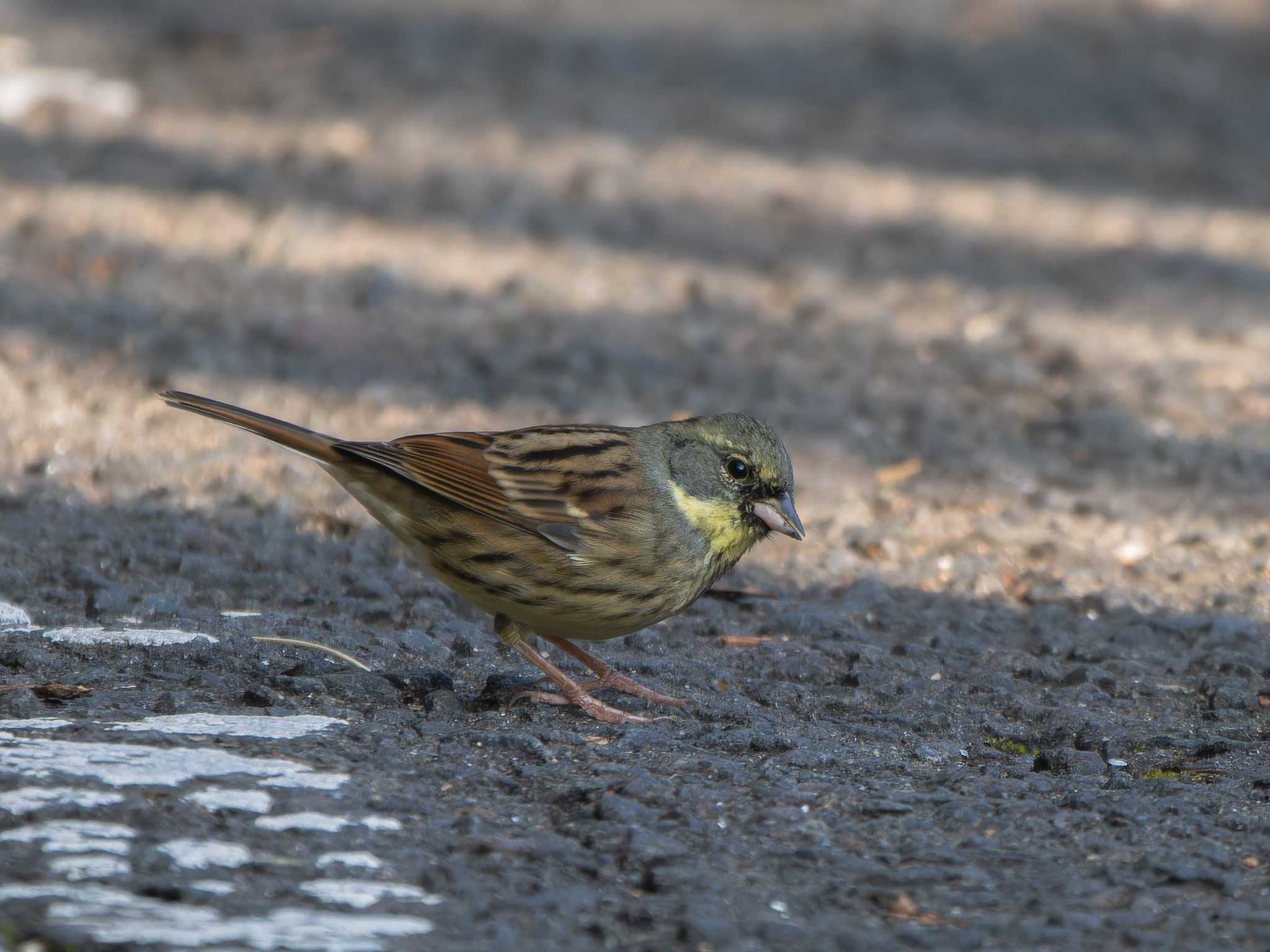 Masked Bunting