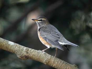 Eyebrowed Thrush 長崎県 Thu, 1/4/2024