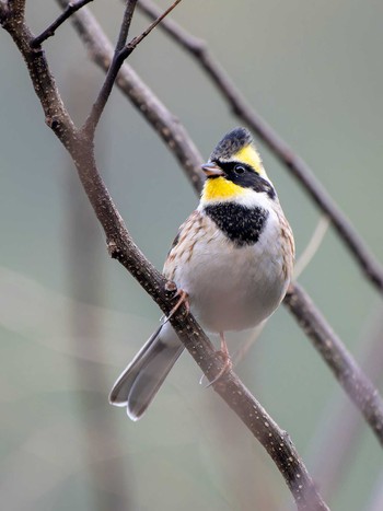 Yellow-throated Bunting 長崎県 Mon, 1/1/2024