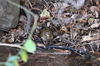 Pale Thrush 香川県 Thu, 1/11/2024