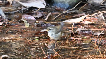 Japanese Bush Warbler 香川県 Thu, 1/11/2024