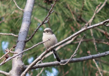 Long-tailed Tit 千葉県船橋市海老川 Thu, 1/11/2024