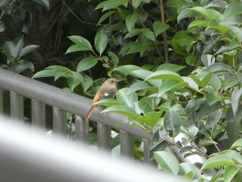 ジョウビタキ 恩田川(高瀬橋付近) 2018年11月4日(日)