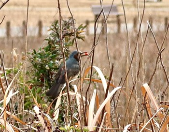 Brown-eared Bulbul 長津川ふれあい広場 Thu, 1/11/2024