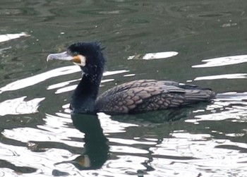 Great Cormorant 千葉県船橋市海老川 Thu, 1/11/2024