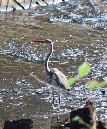 Grey Heron 千葉県船橋市海老川 Thu, 1/11/2024