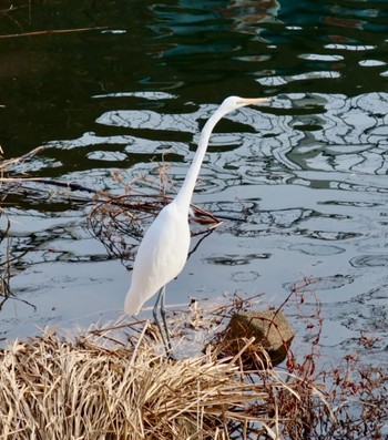 Great Egret 千葉県船橋市海老川 Thu, 1/11/2024