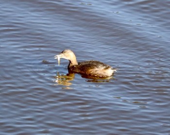 Little Grebe 21世紀の森と広場(千葉県松戸市) Thu, 12/7/2023