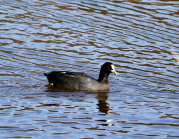 Eurasian Coot 21世紀の森と広場(千葉県松戸市) Thu, 12/7/2023