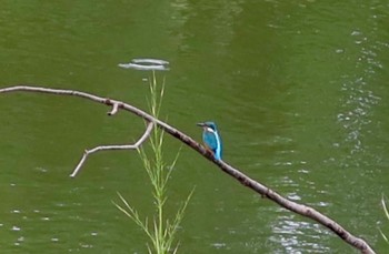 Common Kingfisher 21世紀の森と広場(千葉県松戸市) Sat, 9/23/2023