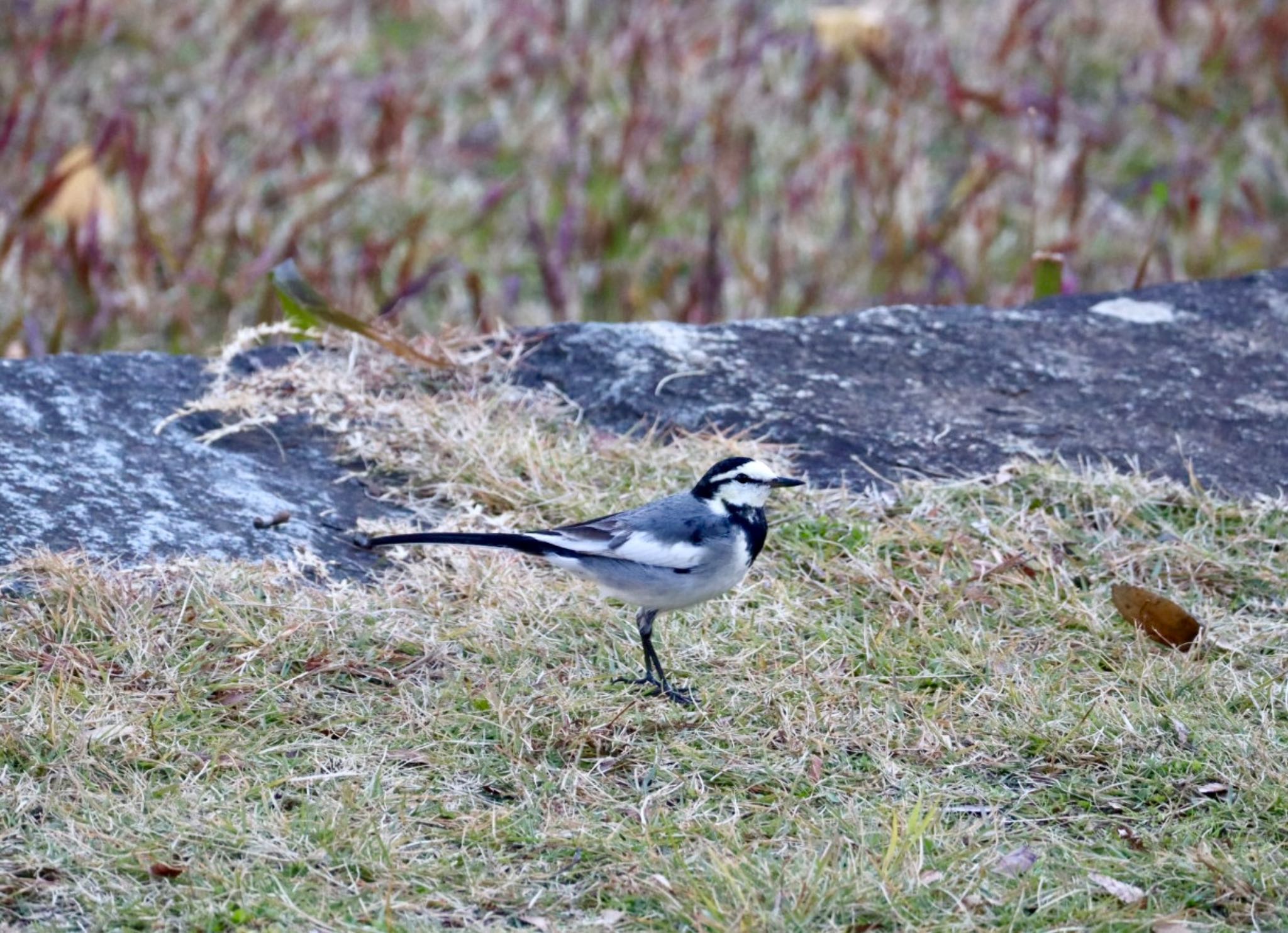 Photo of White Wagtail at 21世紀の森と広場(千葉県松戸市) by ひこうき雲