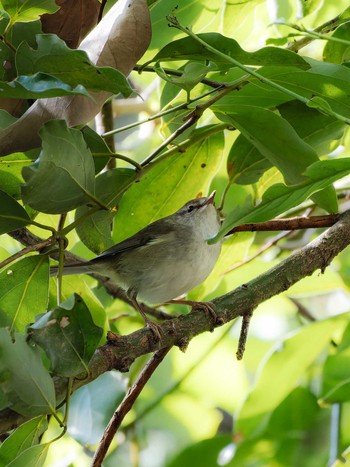 Japanese Bush Warbler 長崎県 Tue, 1/9/2024