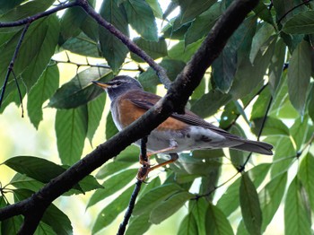 Eyebrowed Thrush 長崎県 Tue, 1/9/2024