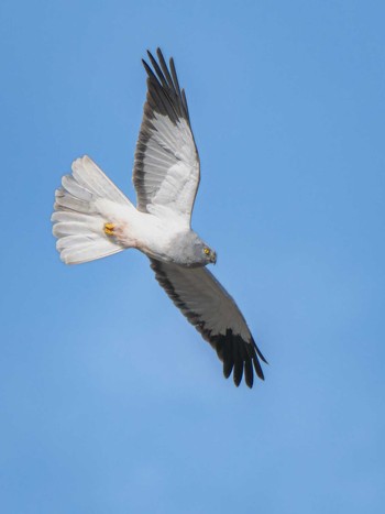 Hen Harrier 長崎県 Thu, 1/11/2024