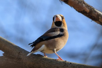 Hawfinch 近所の公園 Tue, 1/9/2024