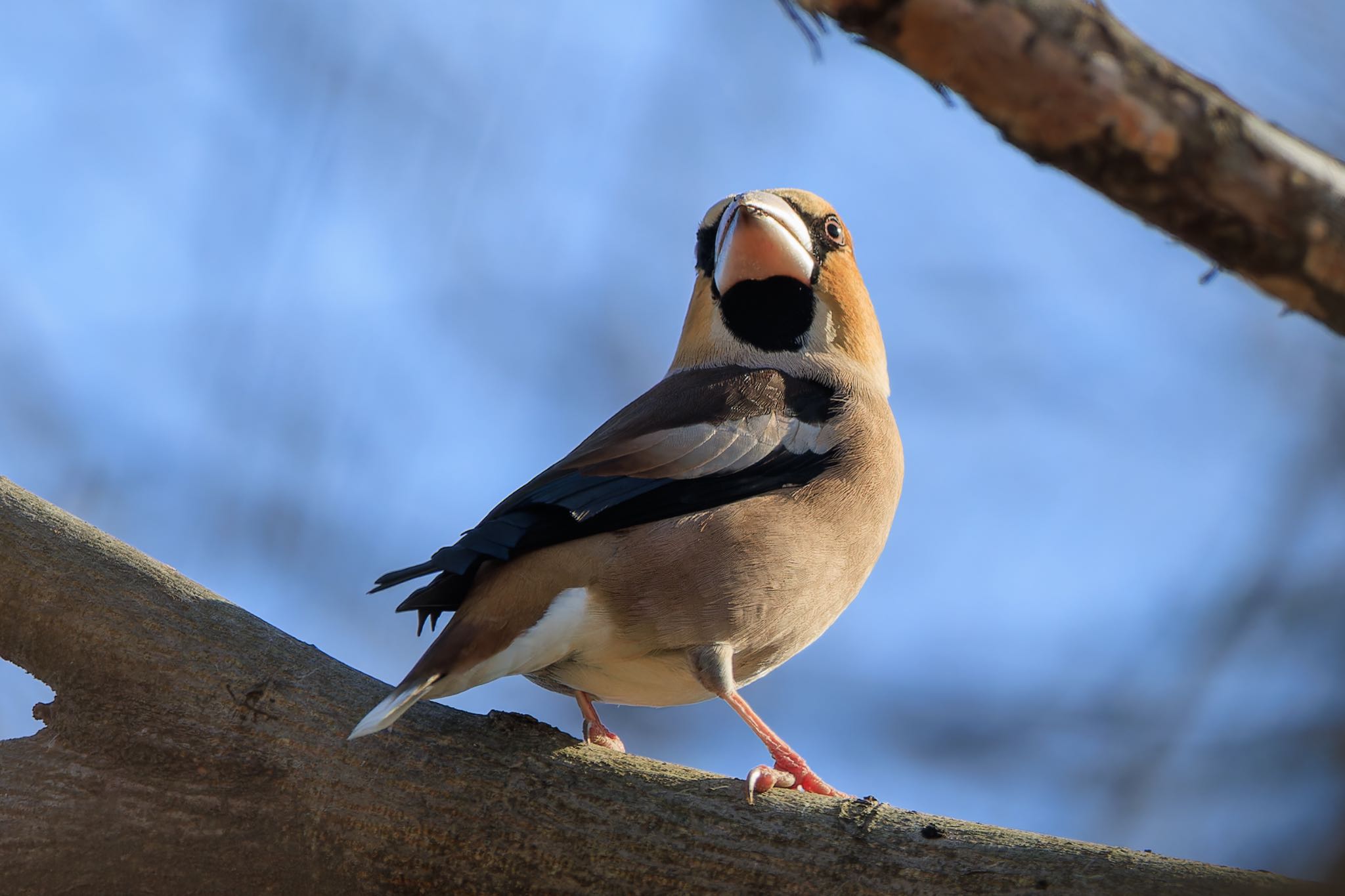 Photo of Hawfinch at 近所の公園 by アカウント5104