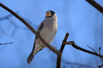 Japanese Grosbeak 近所の公園 Tue, 1/9/2024