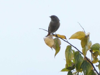 ジョウビタキ 境川(境橋付近) 2018年11月4日(日)