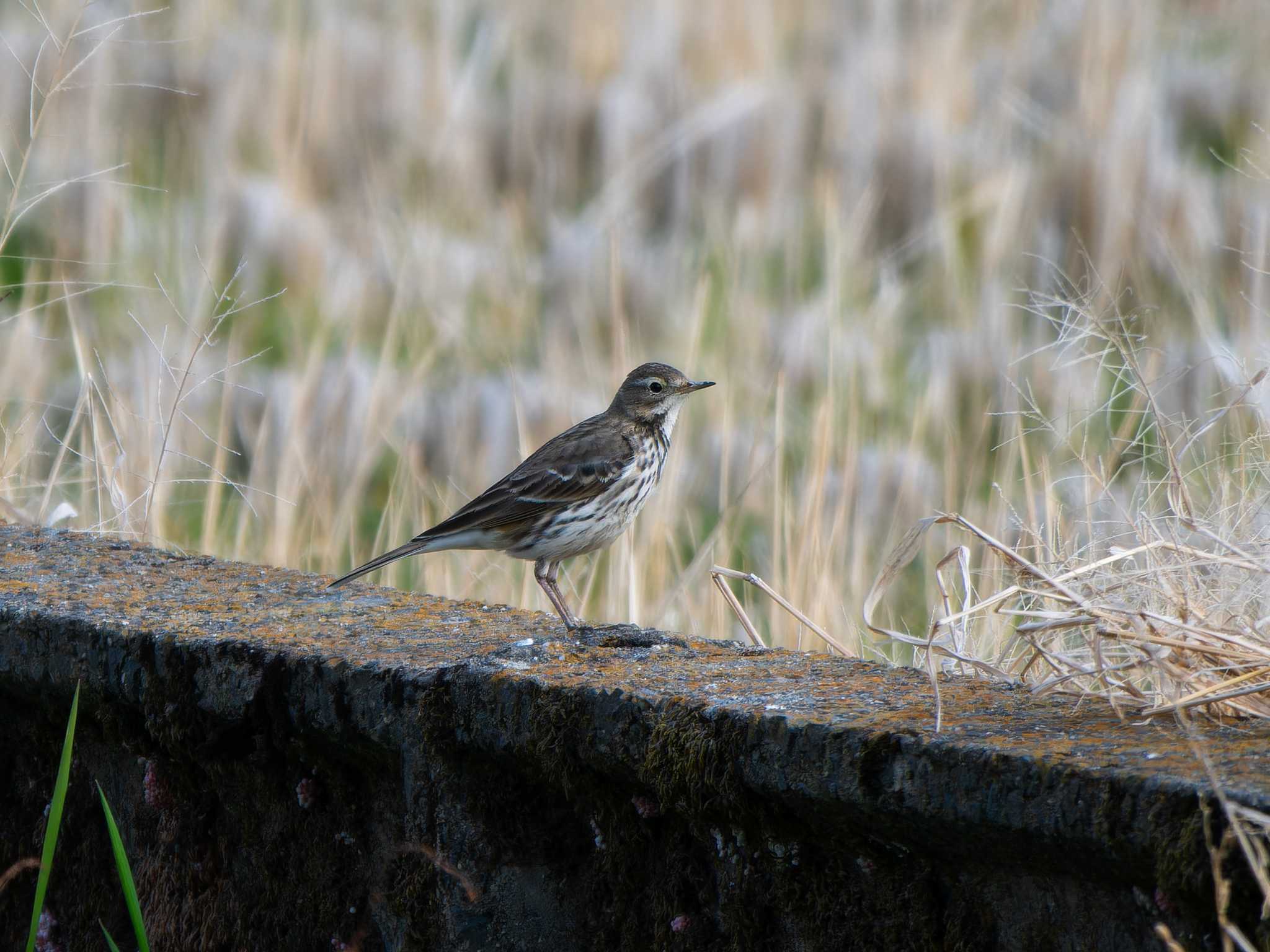 Water Pipit