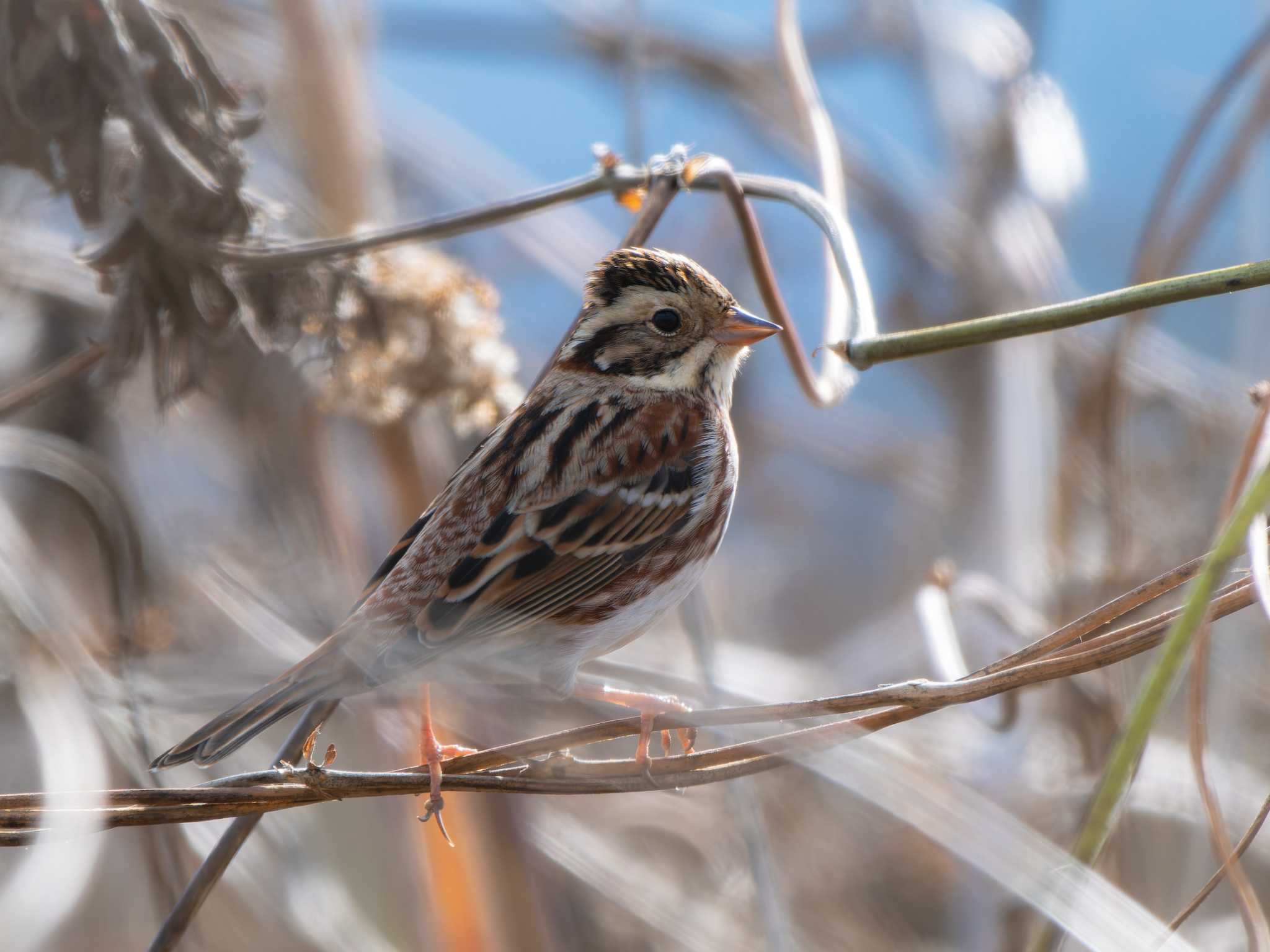 Rustic Bunting