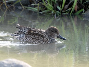 Eurasian Teal 長崎県 Thu, 1/11/2024