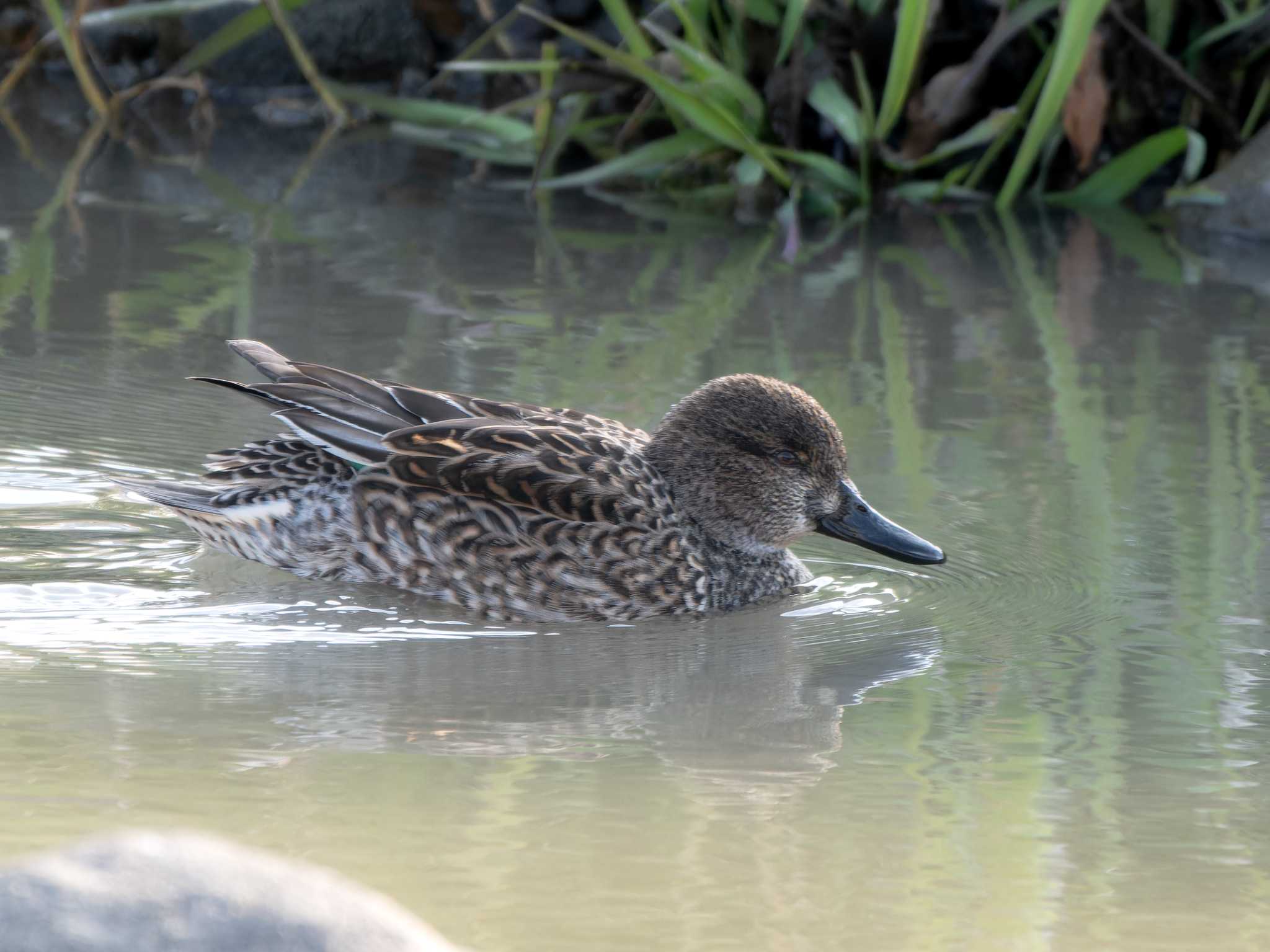 Photo of Eurasian Teal at 長崎県 by ここは長崎