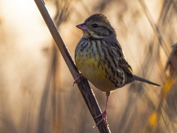 Masked Bunting 長崎県 Thu, 1/11/2024