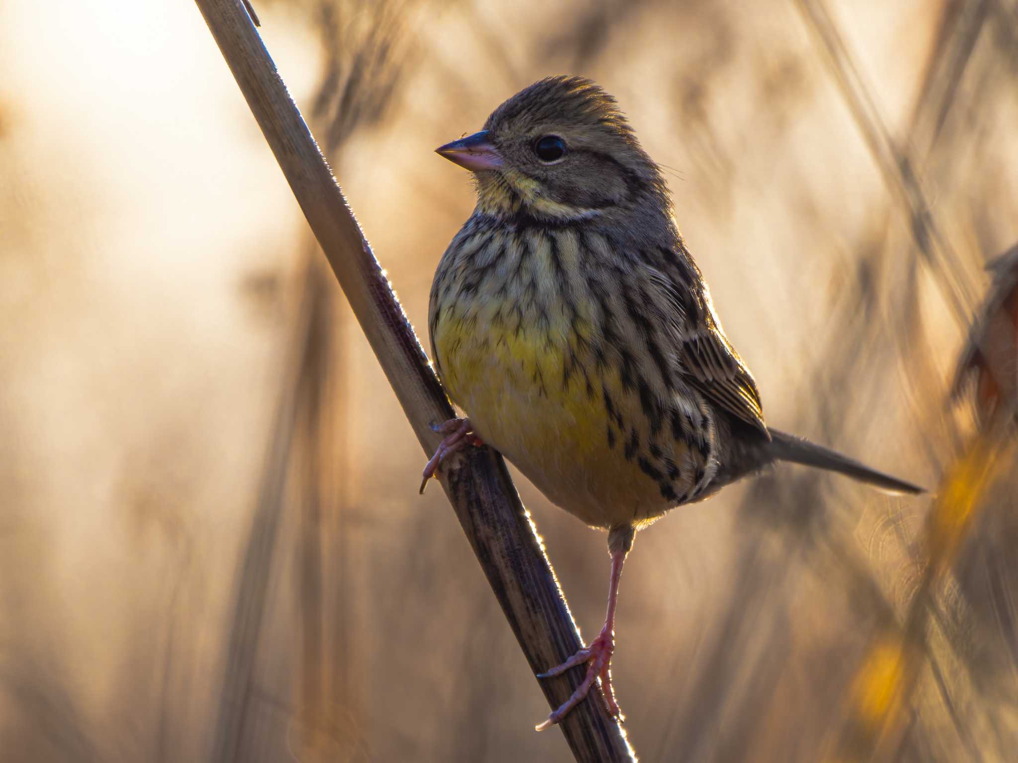 Masked Bunting